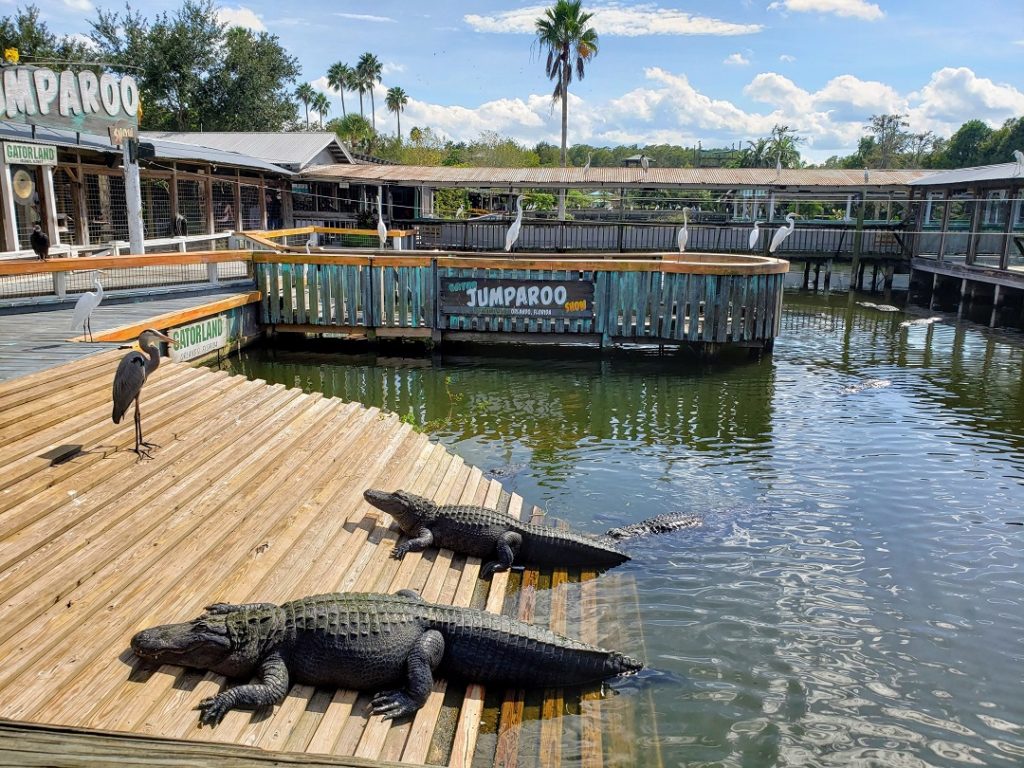 Alligators out sunning themselves on a ramp at Gatorland